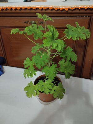 Elbląg Sprzedam anginkę-geranium. Cena 15 zł. Ta roślinka ma właściwości m. in. przeciwzapalne, przeciwbakteryjne,