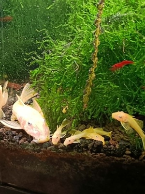 Elbląg Sprzedam zbrojniki L144 młode, 2-4 cm. Jest to nadwyżka z własnego akwarium. Cena za sztukę. Nie wysyłam ryb.