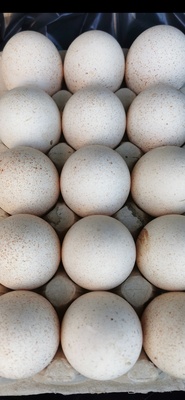 Elbląg Sprzrdam jajka indycze
Wieksze od kurzych i bardziej wartościowe
Z wolnego wybiegu
Cena 1 złoty za sztukę, a