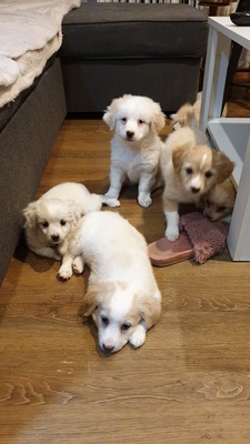 Elbląg Szczeniaczek  kundelek szuka kochającego domu. Więcej informacji podam zainteresowanej osobie.