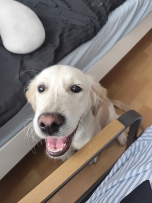 Elbląg 5msc golden retriever o imieniu Golden 😅
Umaszczenie jasno beżowe 
Wszystkie szczepienia ma zrobione oraz