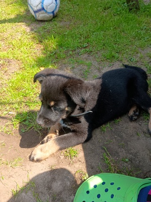 Elbląg Oddam szczeniaka w dobre ręce. Pies w tym miesiącu kończy 3 miesiące, posiada książeczkę zdrowia jest