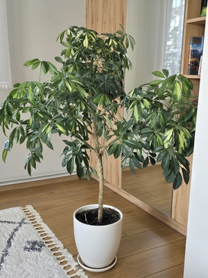 Elbląg Sprzedam piękną roślinę doniczkową Schefflera 'Gold'. Wysokość 125 cm.
Podana cena wraz z ceramiczną