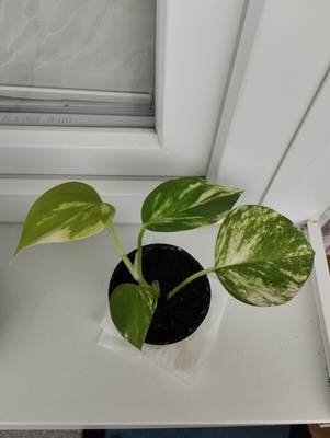 Elbląg Sprzedam sadzonkę epipremnum złociste. Cena 8 zł.