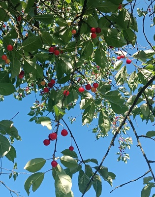 Elbląg Działka Skowronek przy ul. Okrężnej, ogrodzona 321m2,prąd i woda. Wyposażenie: lodówka, folia 2-letnia,