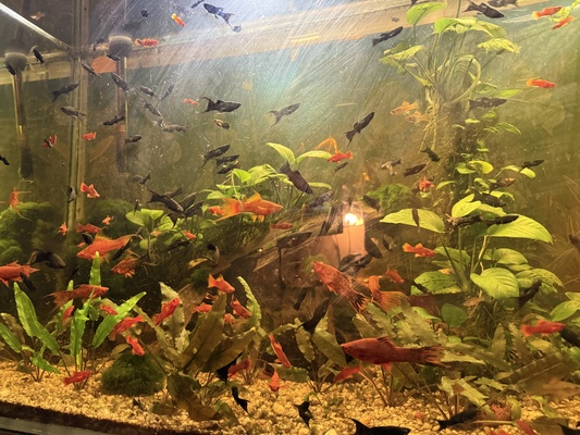 Elbląg Dzień dobry. Sprzedam kompletne akwarium z wyposażeniem, szafką i rybkami Wymiary 120x60x40  cena 1000 zł