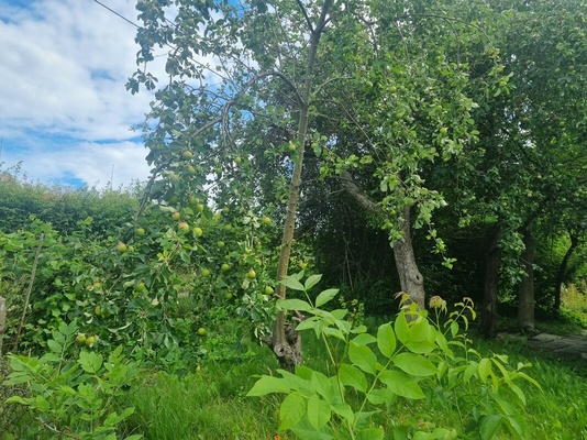 Elbląg Sprzedam działkę ROD przy ul. Kościuszki 46 Powierzchnia: 330 mkw | Prąd | Przyczepa kempingowa | Drewniany
