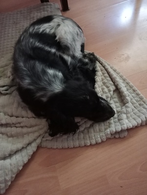 Elbląg Witam oddam pieska cokiel spaniel angielski 3mc. czarno biały. posiada pierwsze szczepienia. tylko w dobre ręce.