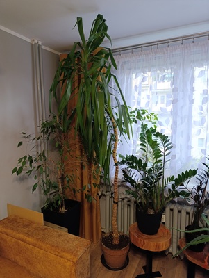 Elbląg Witam, sprzedam Jukę widoczną na zdjęciach. Jest zdrowa w glinianej doniczce z podstawką.