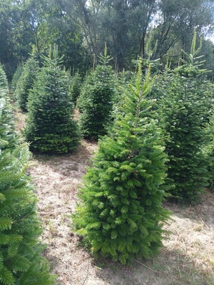 Elbląg Sprzedam piękne choinki-jodły kaukaskie, wys. 170cm -300cm, drzewka są gęste, mają kształt stożka (były