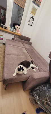 Elbląg Sprzedam rozkładaną kanapę, wierzchnia tapicerka na bokach potraktowana przez kocie pazurki (widoczne na