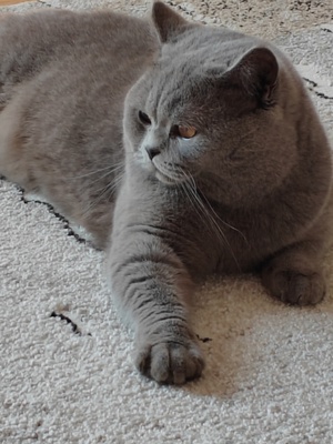 Elbląg Reproduktor brytyjski niebieski z pięknym gęstym futerkiem i muskularną budową. Posiadający wielopokoleniowy