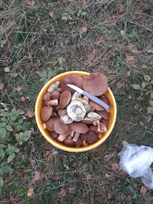 Elbląg Kosz grzybow głównie podgrzybki, zbierane w Borach Tucholskich. 
Waga 4kg. 110zł. Odbiór tylko osobisty Elbląg.