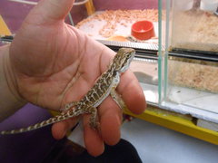 Agama brodata Agama brodata