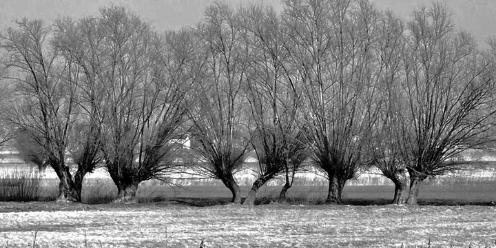 okolice Elblaga.  (Marzec 2014)