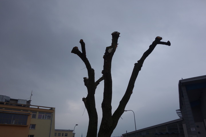 DrwaleWandale. Pień po wierzbie na parkingu obok MOSiR