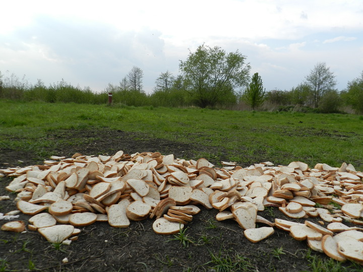 Na obrzeżach Elbląga. Ktoś miał chyba za dużo chleba. (Czerwiec 2014)