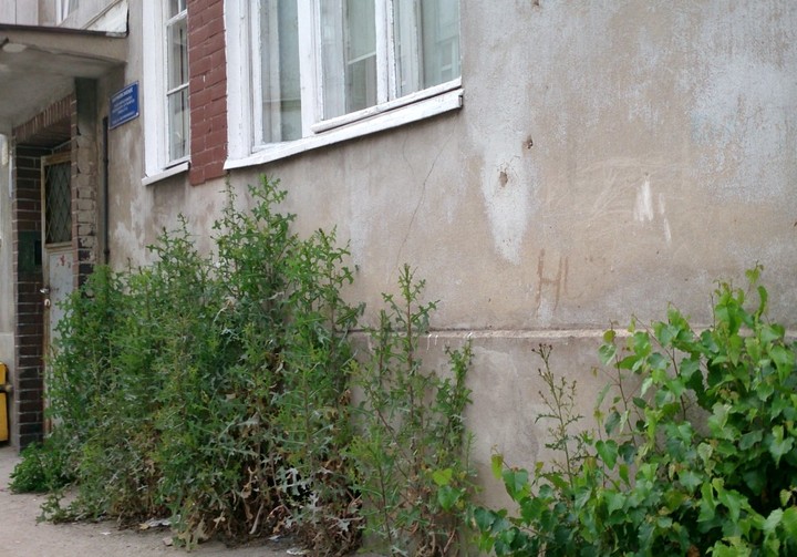 Na betonie kwiaty nie rosną. ul. Dolna chwasty rozsadzające mury budynku. ZBK nie ma funduszy na pozbycie się takiego drobiazgu doprowadzając budynki do ruiny