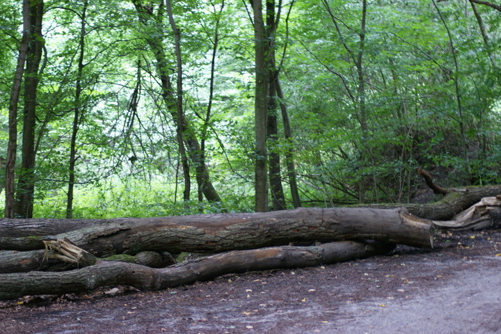 Porządkowanie Bażantarni.  (Sierpień 2014)