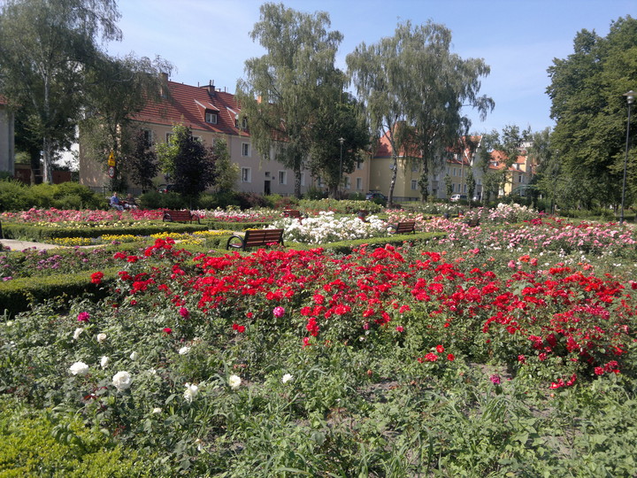 Park Naprawdę Różany. Mały Park Kajki Elbląg Fałata