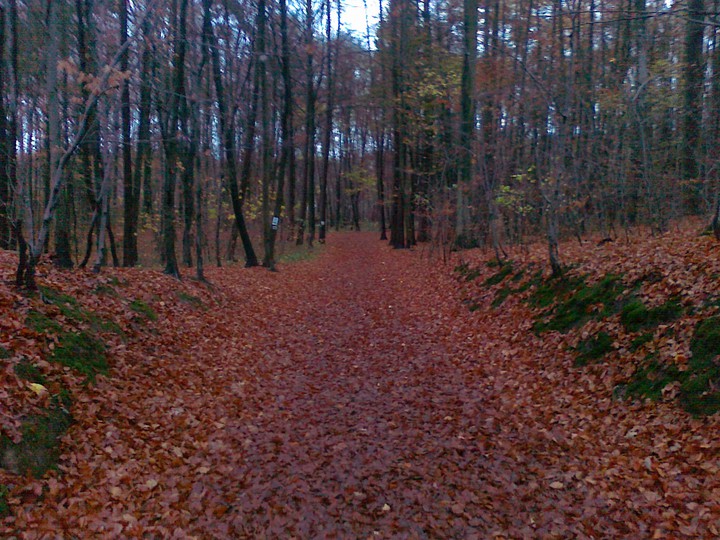 kolory jesieni.  (Listopad 2014)