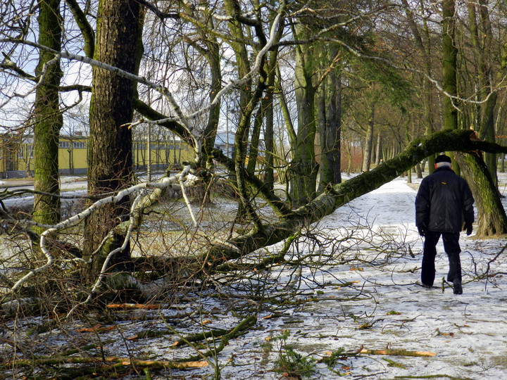 Polamane drzewa w Parku Modrzewie. Wiało mocno, oto efekt. Dobrze, że wówczas nikt nie spacerował. (Luty 2015)