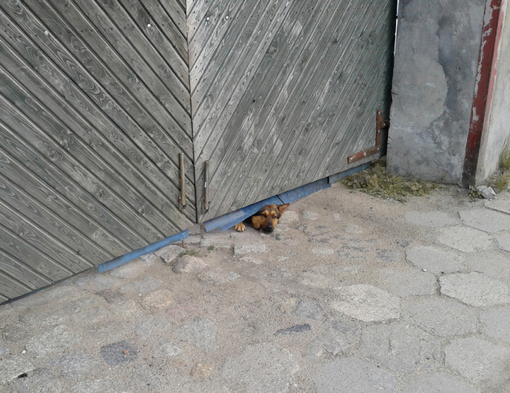 Ciekawy świata. Pies podglądacz z ulicy Warszawskiej (Luty 2015)