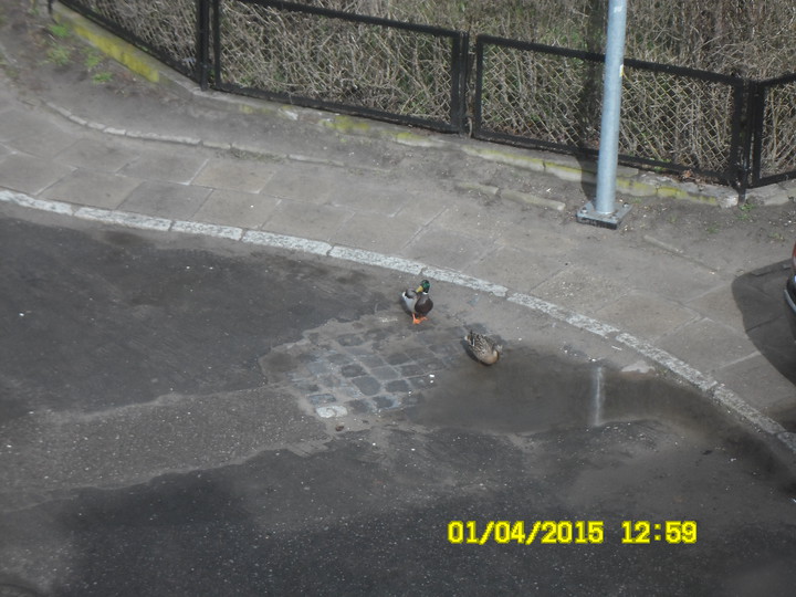 Kaczki na ulicy w mieście. o nie fotomontaż. Przed chwila na ul.Chopina wylądowały ...kaczki. czyżby międzylądowanie w drodze nad rzeczkę Kumielę? (Kwiecień 2015)