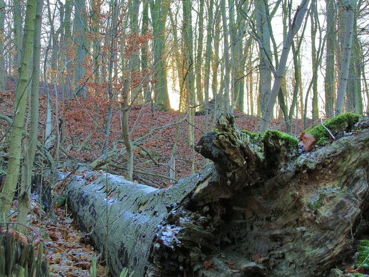 Natura. Rezerwat Przyrody Kadyński Las (Styczeń 2015)