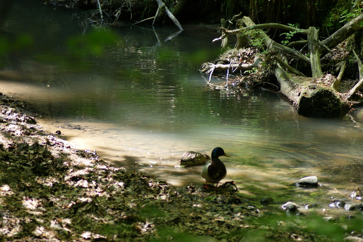 a mąż czuwa !. Park Bażantarnia (Czerwiec 2015)