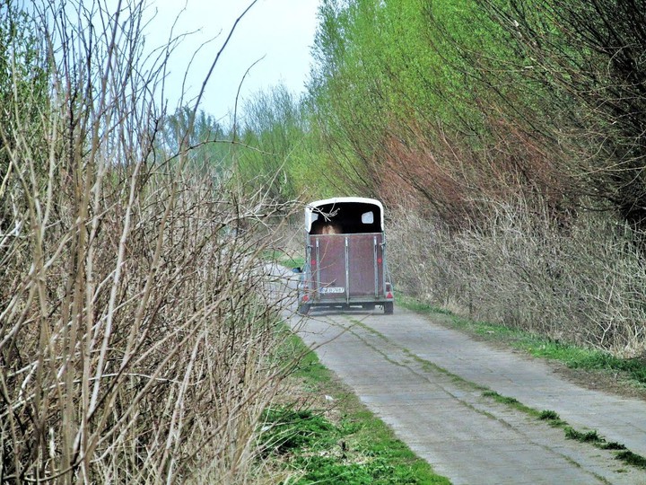 Konia trzeba wozić w przyczepie ciągniętej przez konia mechanicznego ?. Droga koło Krzewska Małego (Maj 2015)