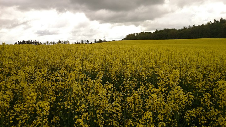 Rzepak z pierwszego wrażenia.  (Maj 2015)