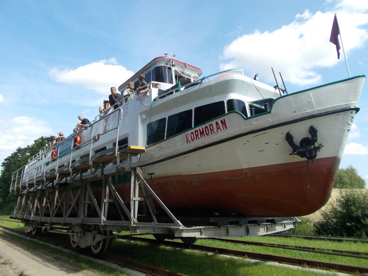 Kormoran. Oleśnica