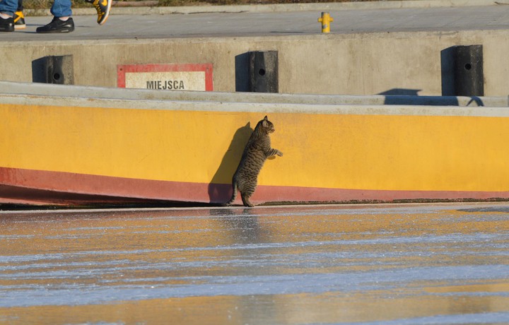 Dziwny ten kot. Inspekcja uwięzionych w tolkmickim porcie łodzi. (Styczeń 2016)
