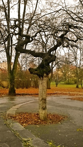 Drzewo. Dzieło natury :)