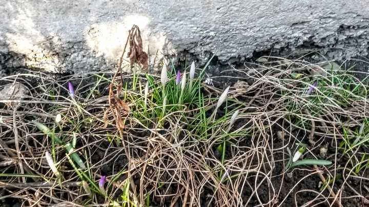Pierwsze oznaki wiosny