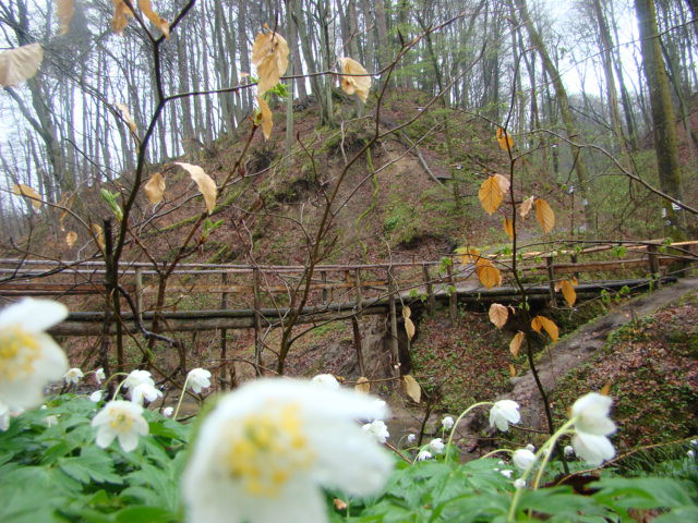 Wiosenna strona Elbląga
