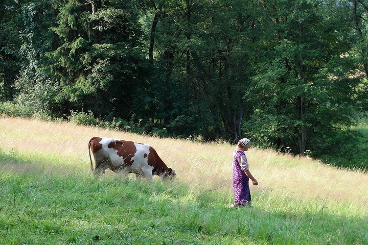 Kobieta z krową.