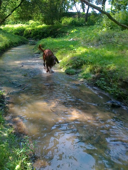 Wolnosc nad Modrzewina