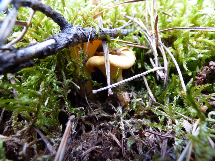 Coraz więcej grzybów w podelbląskich lasach.