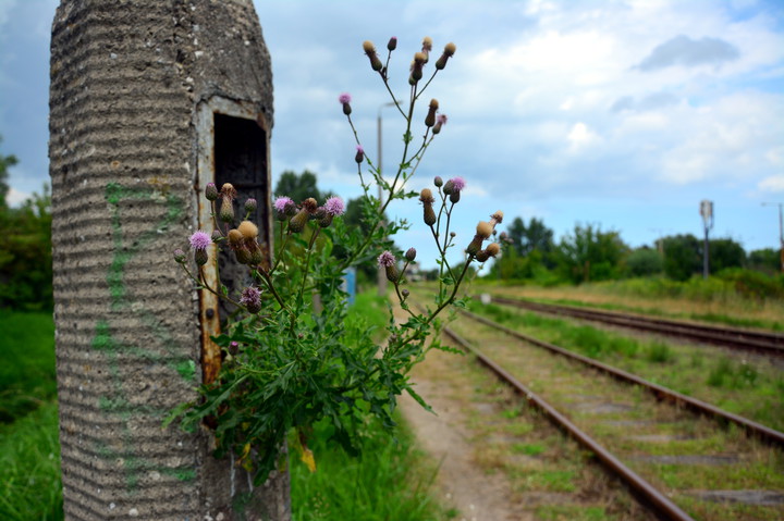 Nietypowy kwietnik. Natura zawsze sobie poradzi (Sierpień 2016)