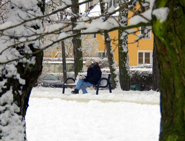 Parkowy mors.  (Styczeń 2017)