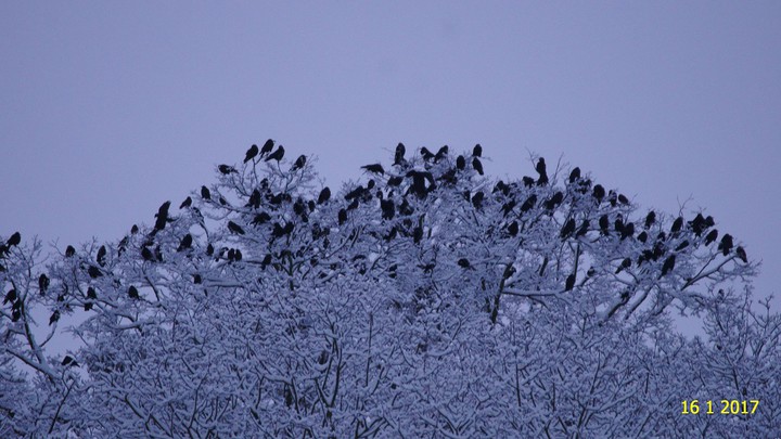 Zima i ptaki