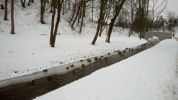 Kaczki. Śpiące kaczuszki