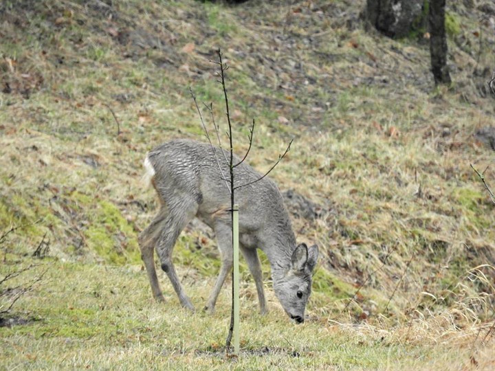 Jestem sobie sarna z Suchacza.. Przychodzi do nas codziennie od co najmniej 3 miesięcy. (Maj 2017)