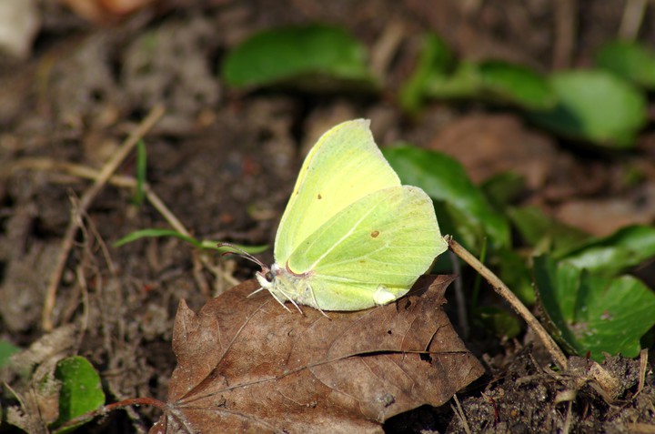 Zwiastuny wiosny. Latolistek cytrynek