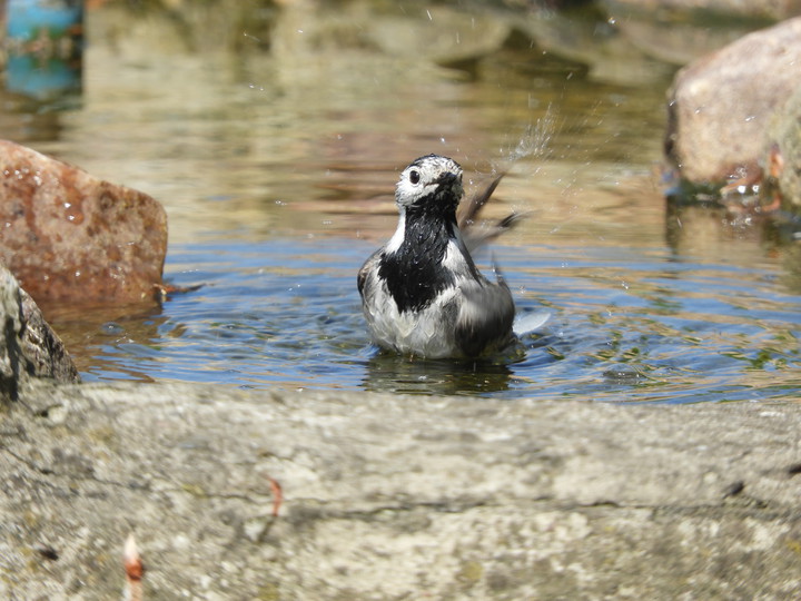 Pliszka siwa w kąpieli. Pliszki siwe uwielbiają kąpiele. Przyłapać ją na takiej czynności jest dość trudno. Ptak zanurza się kilkakrotnie całkowicie w wodzie (!), po czym otrzepuje się i chwilę suszy. Widok przedni.