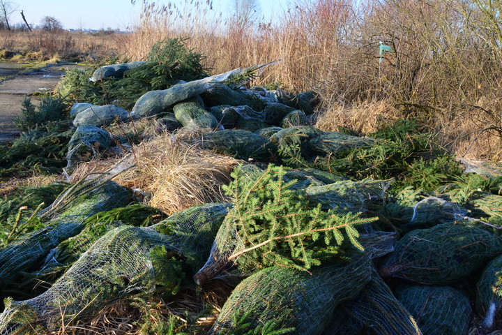 Niechciane choinki. Sterta niesprzedanych choinek znalazła niestety swoje miejsce nad rzeką (Grudzień 2017)