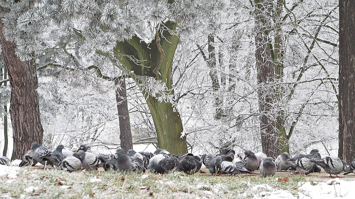 Zima. Elbląg Park Modrzewie (Styczeń 2018)