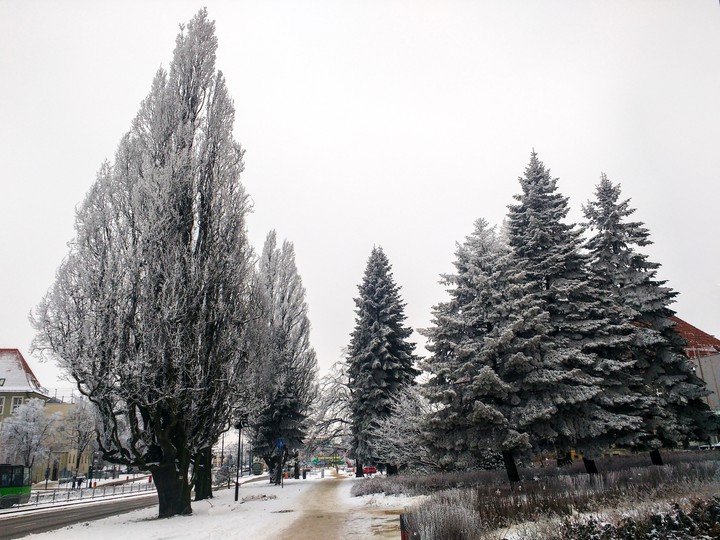 Szadź na drzewach. Elbląg 22.01.2018